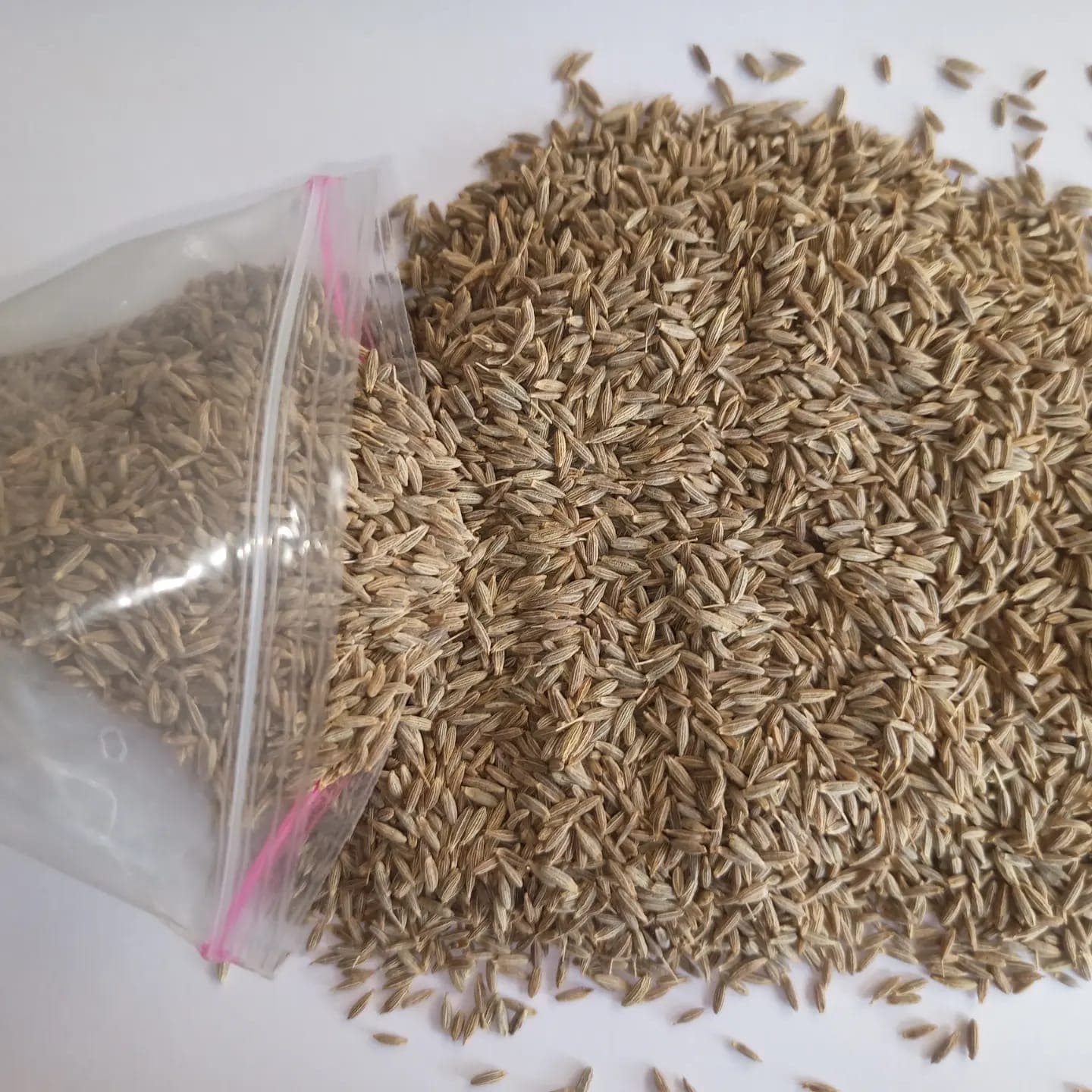 Cumin seeds ready for inspection