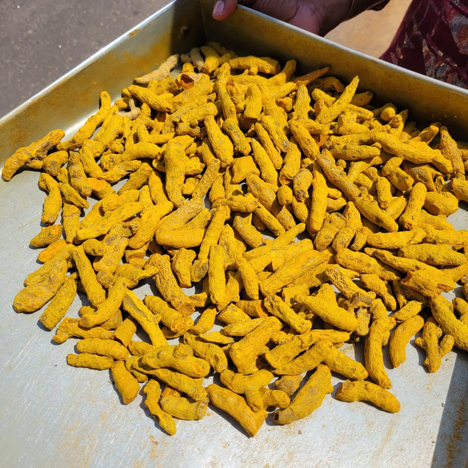 Whole turmeric fingers